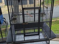 El Beslemesi Konuşan Jako Papağanı