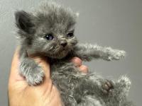 Safkan British Shorthair Bebeklerim