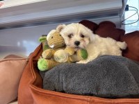 Teacup Maltese Terrier Yavrularımız