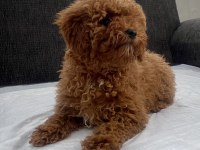 Mini Boy Toy Poodle Kızımız