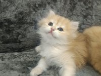 Pofuduk Ny11 Ve Ny12 British