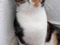 Kısır Aşılı Çipli Ev Kedisi