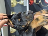 European Doberman Yavrular