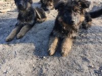 Showline Alman Kurdu Bebekler