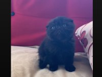 Safkan Ayı Surat Siyah Scottish Fold Yavrumuz