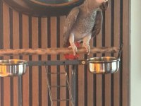 2 Yaşında Jako Erkek Kuşumuz