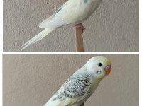 Yeni Yeme Düşmüş Uysal Renk Güzeli Yavru Muhabbetler