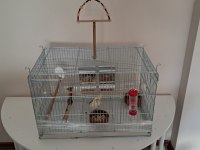 3 Aylık Erkek Sultan Papağanı