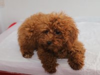 Mini Boy Toy Poodle Kızımız