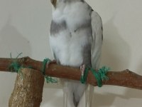 2 Yaşında Erkek Sultan Papağanı