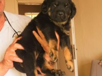 Safkan dişi rottweiler yavrular