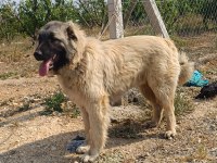 6 aylık orjinal üst düzey erkek yavru köpeğimiz