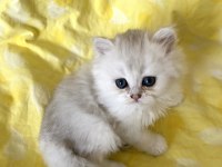 Orjinal longhair silver point ns 1133 british longhair