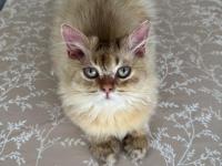 British longhair ny25 black golden erkek yavrumuza yuva arıyoruz