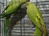 Takım Kapalı Bilezik Pakistan Papağanları