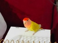 Dişi Sevda Papağanımız Yeni Sahibini Arıyor