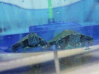 Singapur Kırmızı Yanaklı Su Kaplumbağası