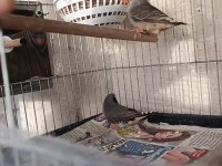 Eşli Genç Takım Kuşlar