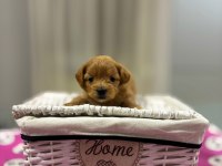 Maltipoo En Küçük Boy Yavrularımız