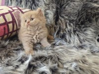 Lilac Long Ve Cinnamon Bebek Kedilerimiz