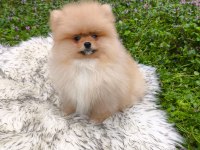 Pofuduk Teddy Bekar Mükemmel Yavru