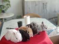 Cüce Ve Lop Irkı Tavşanlar Mevcuttur