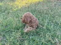 3 Küçük Poodle Ponçik