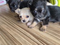 Erkek ve dişi chihuahua kardeşler