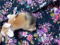 Teddy Lop Tavşan Yavruları