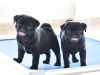 Siyah pug yavruları