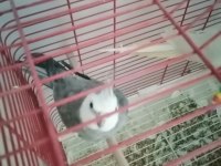 Genç Takım Sultan Papağanı