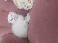 Mükemmel Erkek Scottish Fold Bebeğim