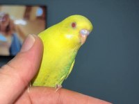 Akıllı Uysal Evin Yeni Üyesi Muhabbet Kuşu