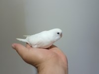 Ev Üretimi Muhabbet Kuşu Yavruları