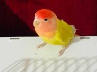 Dişi Sevda Papağanımız Yeni Sahibini Arıyor