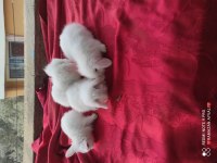 Irk garantili lop tavşanı