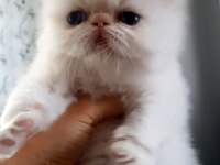 İran Exotic Longhair Bebekler