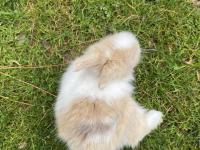 Hollanda Lop Ve Aslanbaş Melezi Tavşanlar