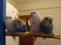 Ev üretimi muhabbet kuşu tamamen evcil takımlarda var üreyen