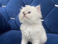 British Minik Kalpler Yeni Yuvalarını Arıyor