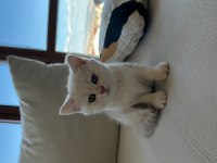 2 Aylık Dişi British Shorthair Kedimiz