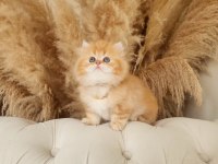 Dünya Tatlısı Saf Kan Golden British Longhair