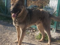 1 Yaşında - Çipli - Belçika Kurdu