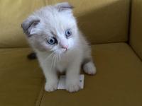 Scottish Fold Sevimli Kedi Yavrusu