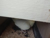 Çift Sultan Papağanımız