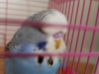 Jumbo Muhabbet Kuşu Yavru