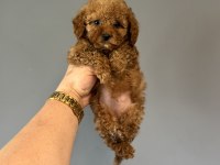 A Kalite Toy Poodle Aşılı Bebeklerimiz