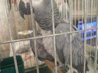 1.5 yaşında evcil ısırmaz jako papağanı