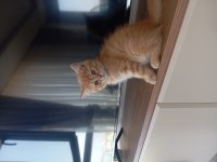 Tatlı Ve Oyuncu British Shorthair