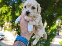 Sevimli Maltipoo Yavrularımız İçin Ulaşın